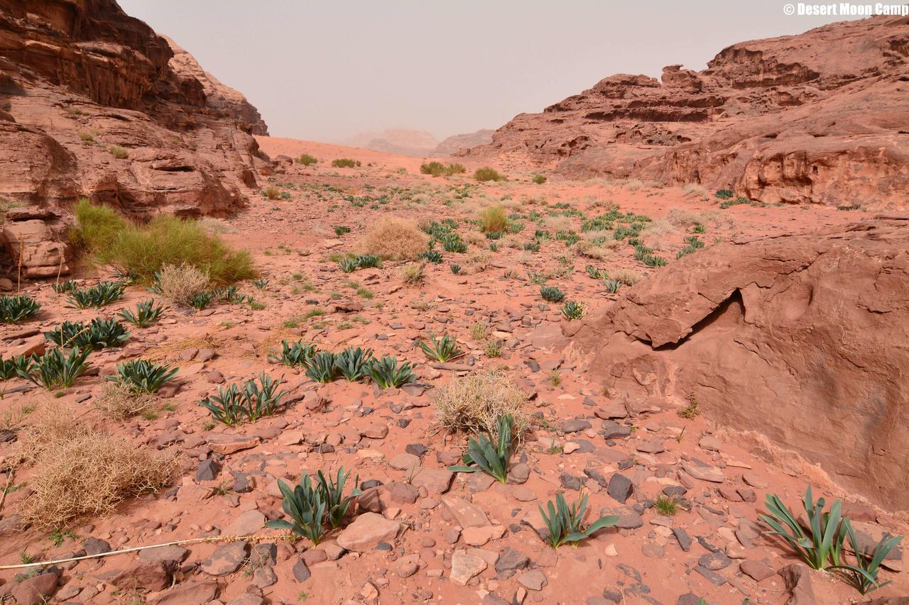 Desert Moon Camp ワディ ・ラム エクステリア 写真